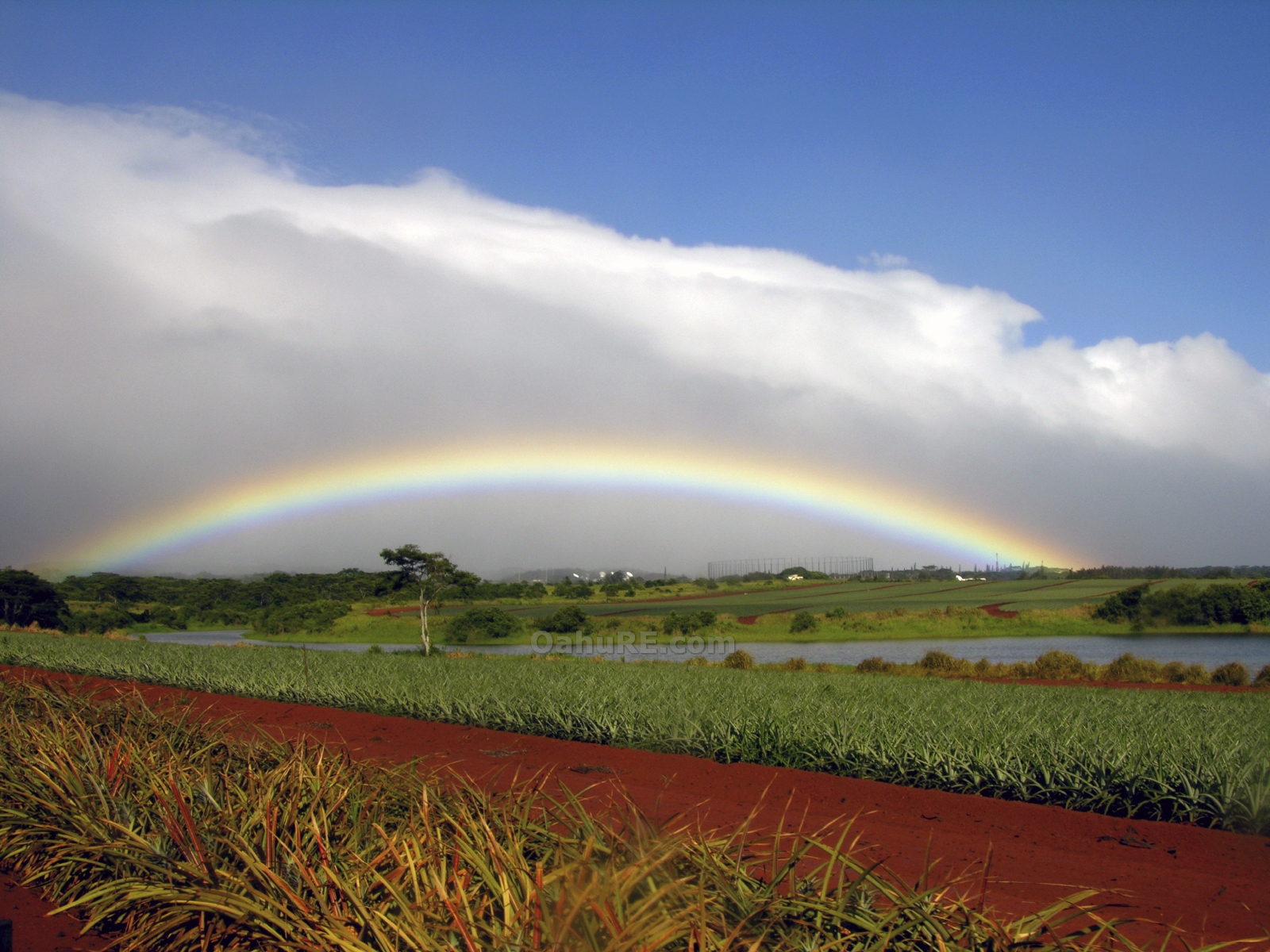 Rainbow over Dole Pineapple Field on Oahu